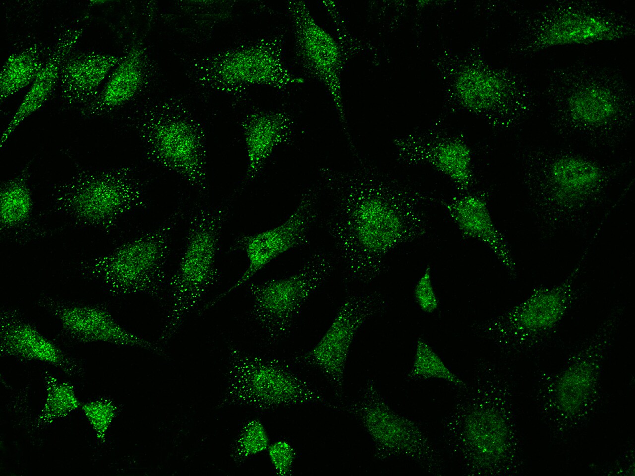 ABI2 Antibody - Azide and BSA Free