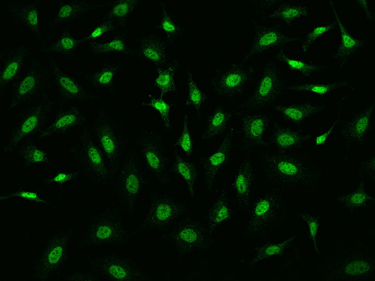 N-PAC Antibody - Azide and BSA Free