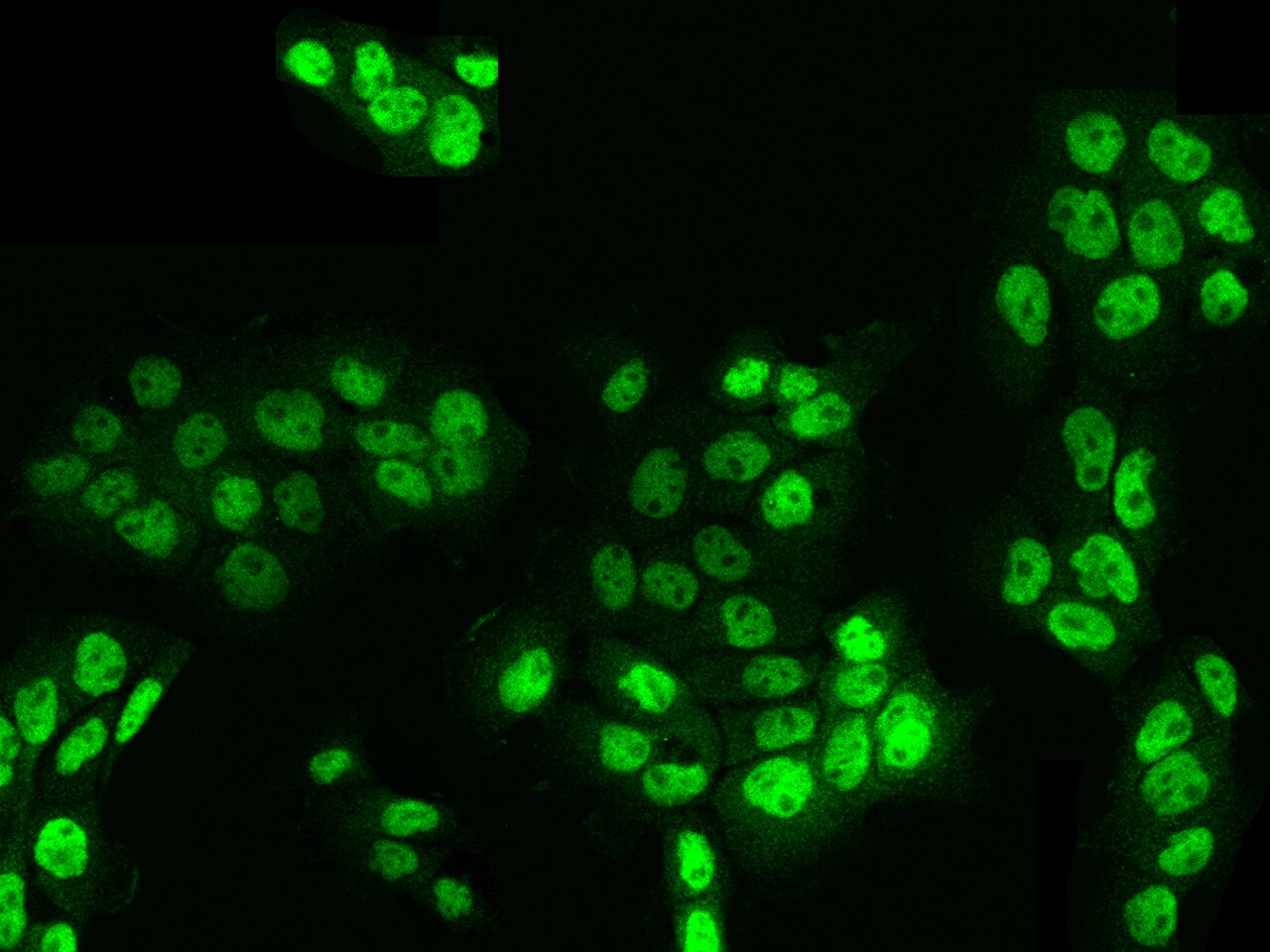 KLF17 Antibody - Azide and BSA Free