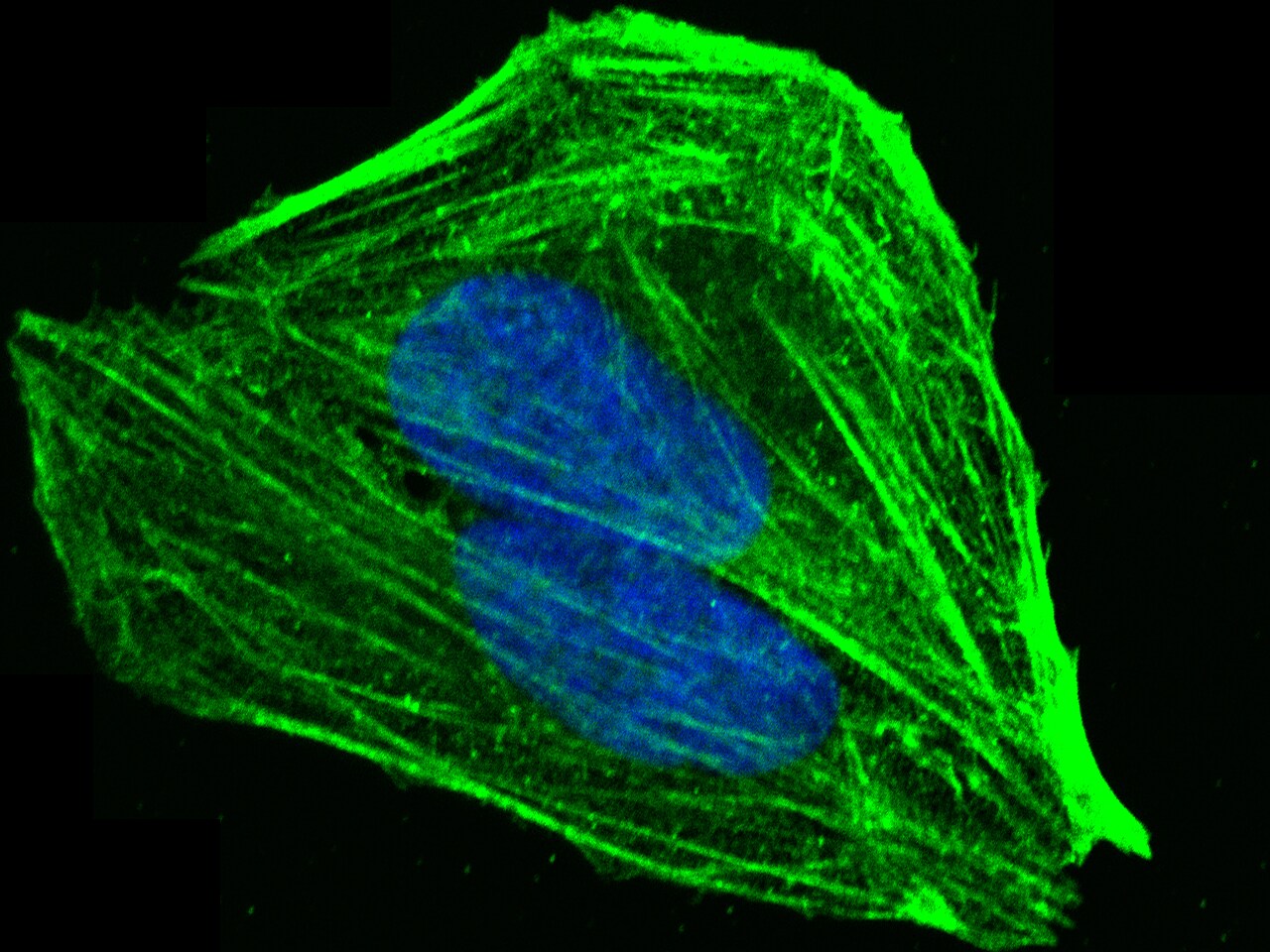 Plastin L Antibody - Azide and BSA Free