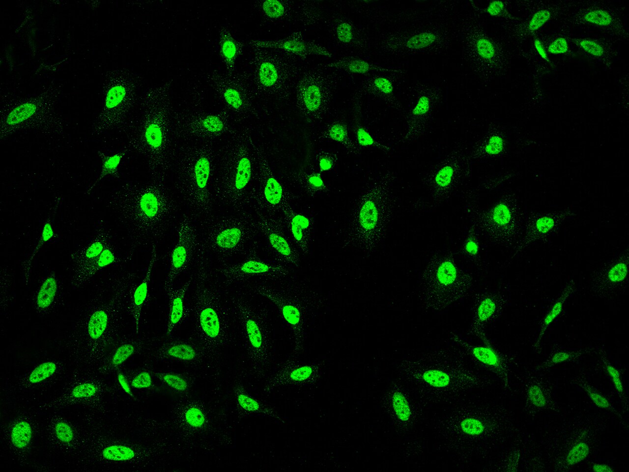 BAF53A Antibody - Azide and BSA Free
