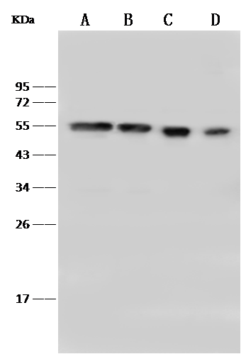 PBX1 Antibody - Azide and BSA Free