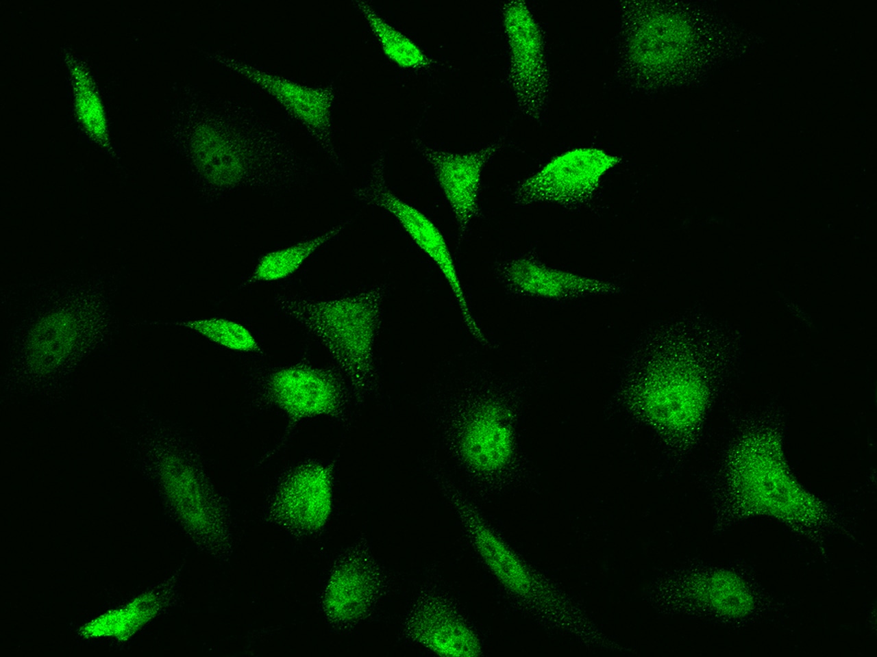 Troponin C (cardiac) Antibody - Azide and BSA Free