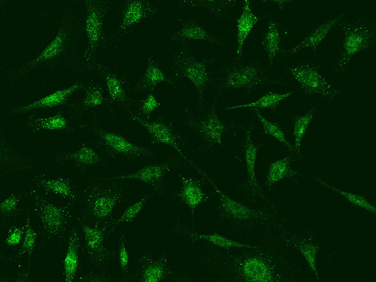 Bmf Antibody - Azide and BSA Free