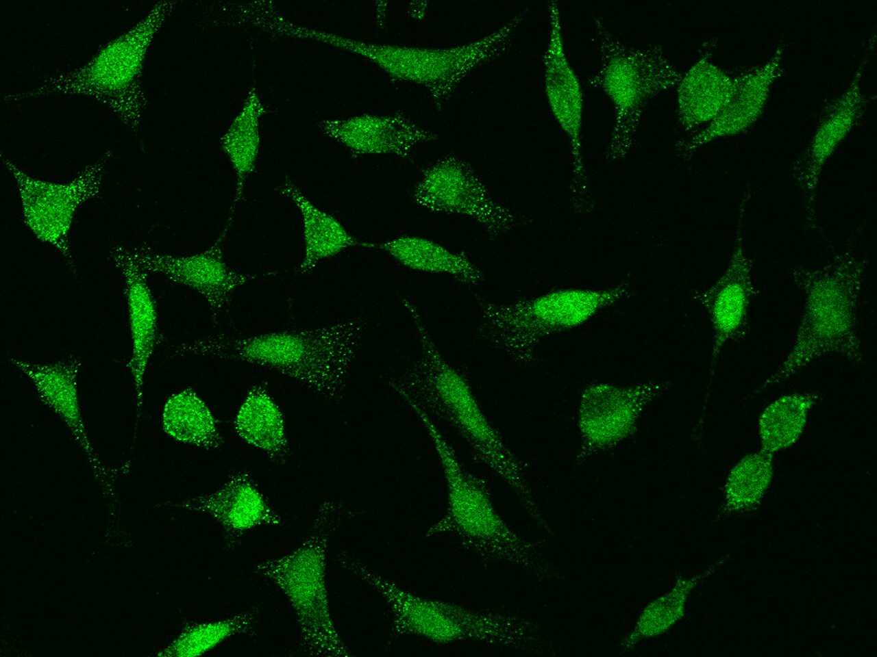 Cyclin E2 Antibody - Azide and BSA Free