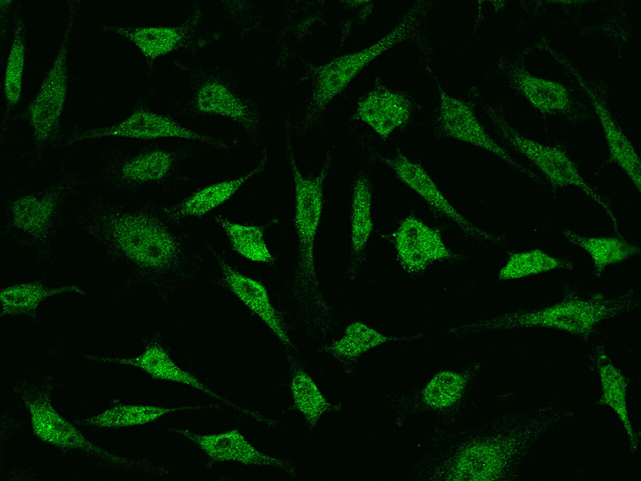 CGR19 Antibody - Azide and BSA Free