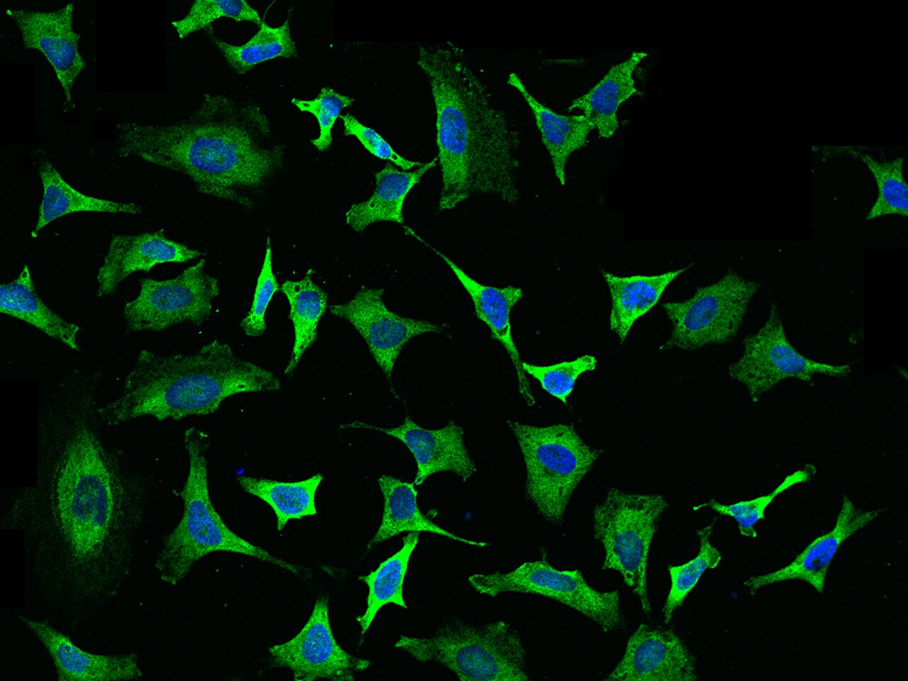 eIF4H Antibody - Azide and BSA Free