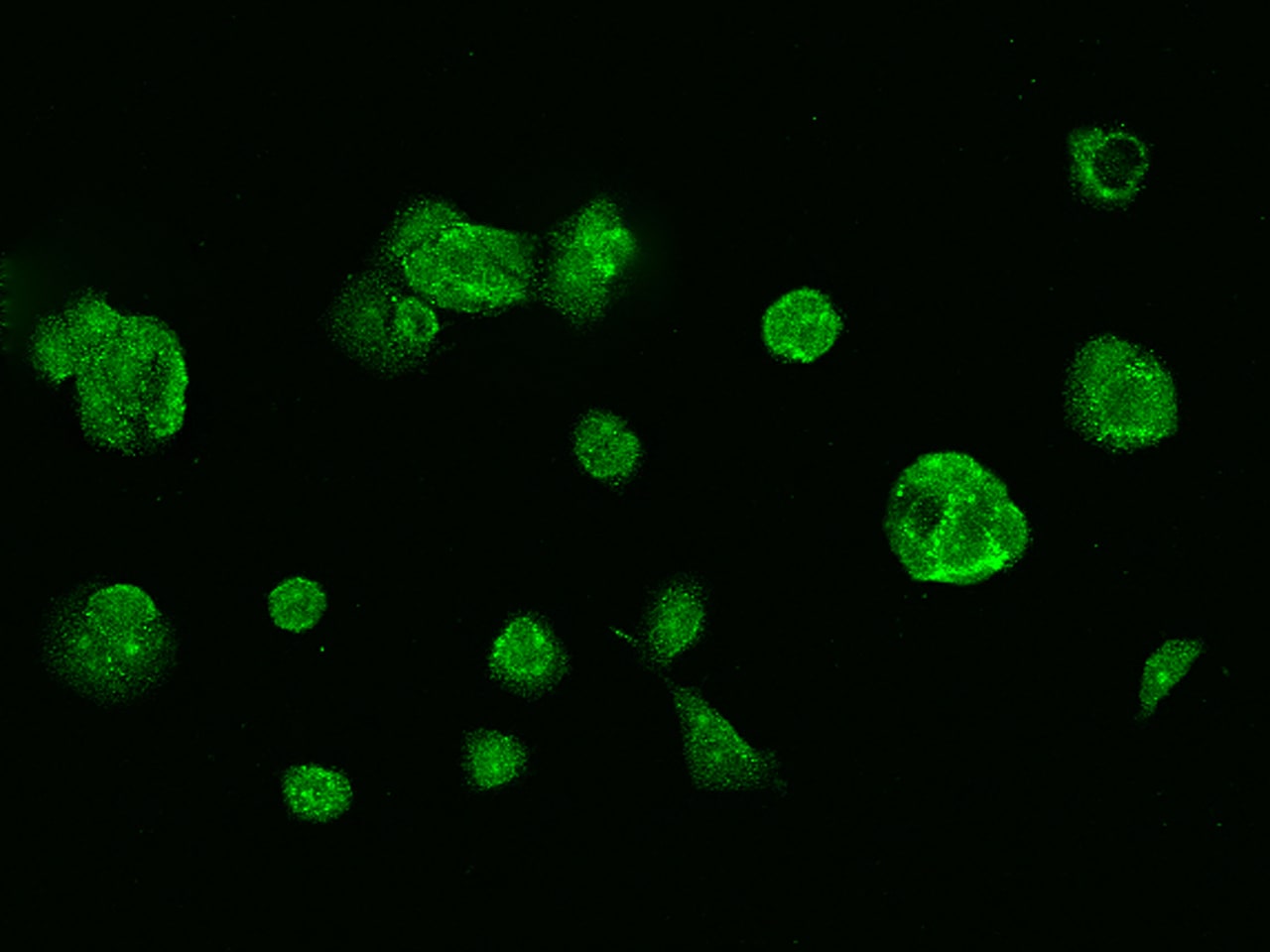 Glutathione Reductase Antibody - BSA Free