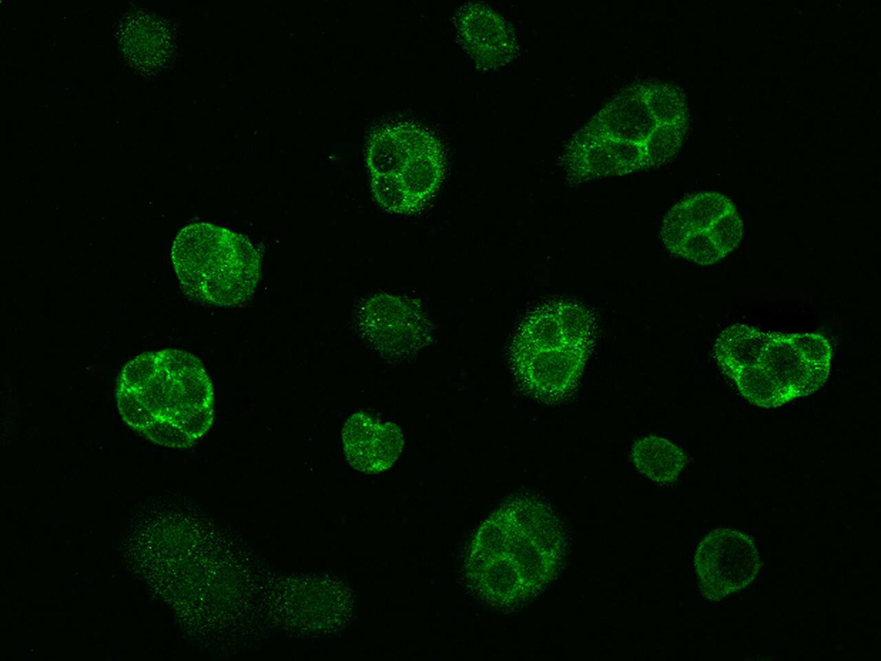 LIN7 Antibody - Azide and BSA Free