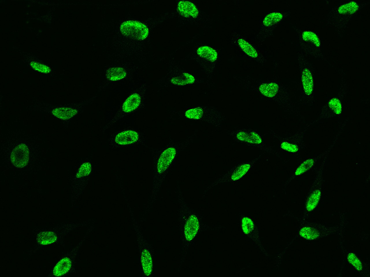 DC8 Antibody - Azide and BSA Free