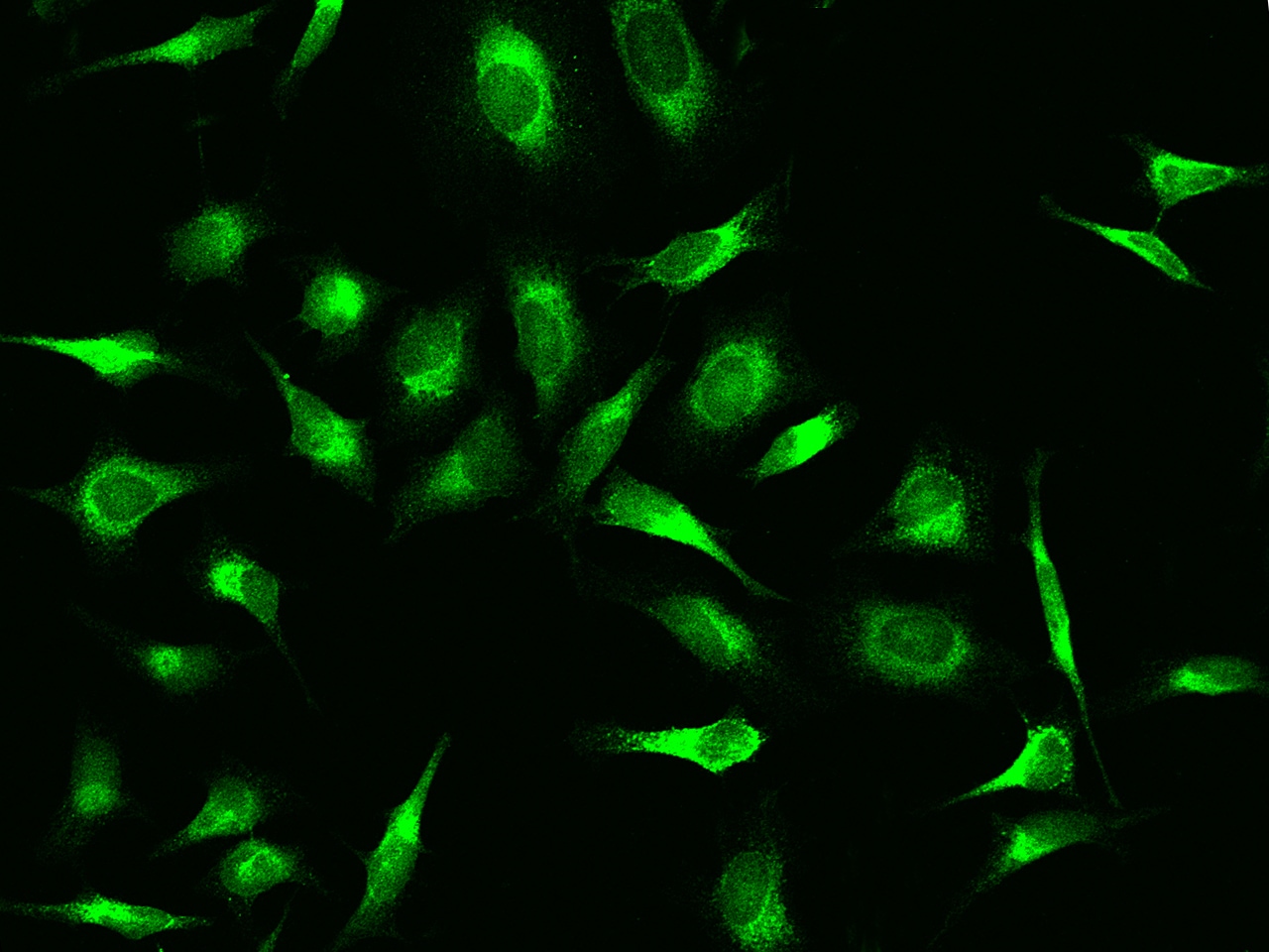 Peroxiredoxin 4 Antibody - Azide and BSA Free