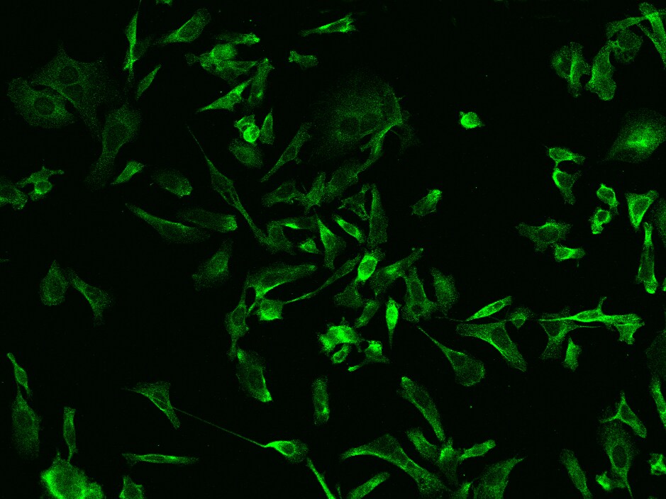 RIP5 Antibody - Azide and BSA Free