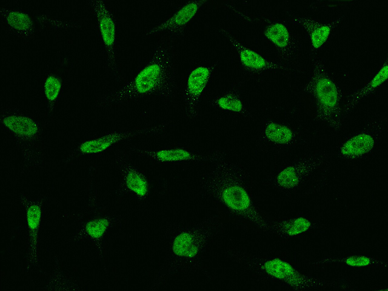 FAT10 Antibody - Azide and BSA Free
