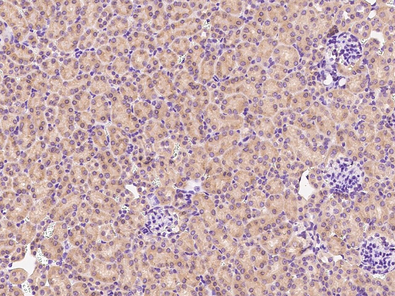 CHCHD4 Antibody - Azide and BSA Free