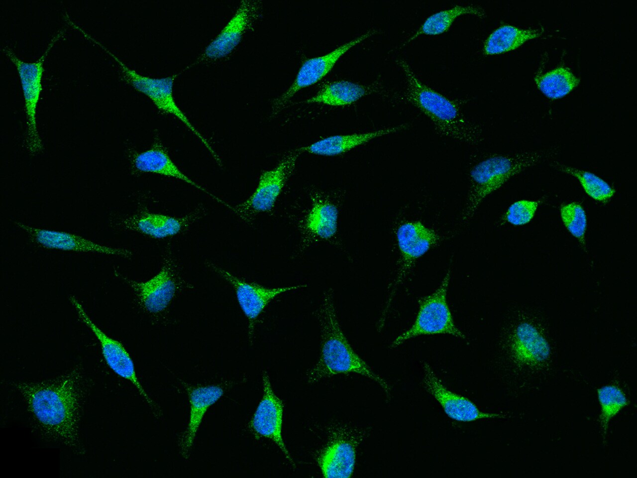 LRPAP Antibody - Azide and BSA Free