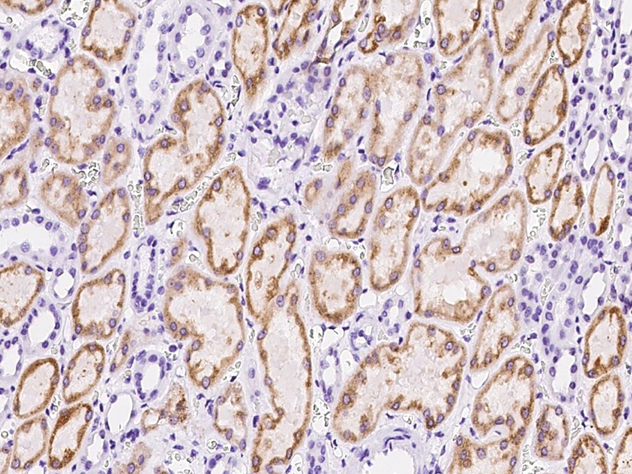 LRPAP Antibody - Azide and BSA Free