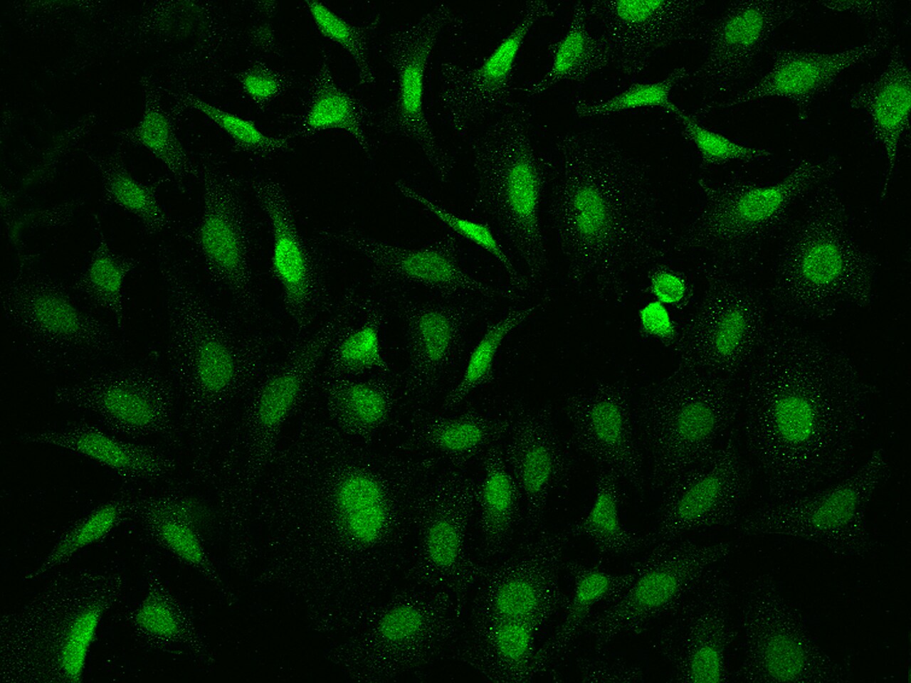 FE65 Antibody - BSA Free