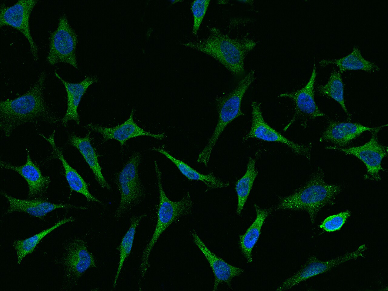 CAP1 Antibody - BSA Free
