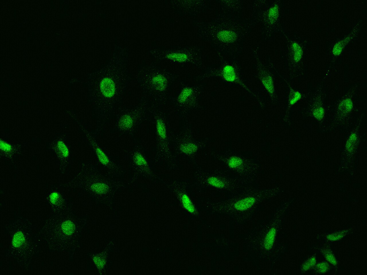 IFRD1 Antibody - BSA Free