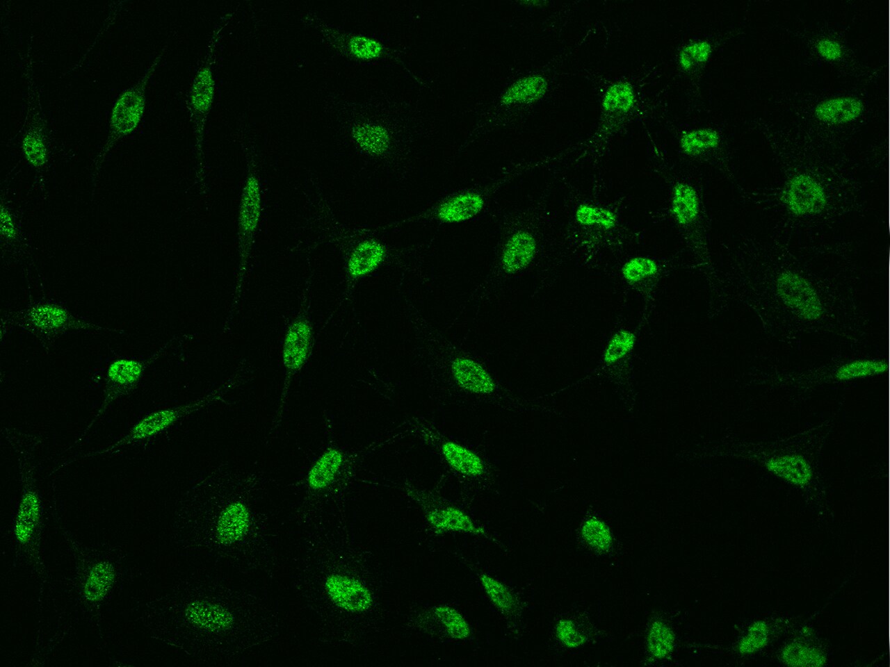 PQBP1 Antibody - BSA Free