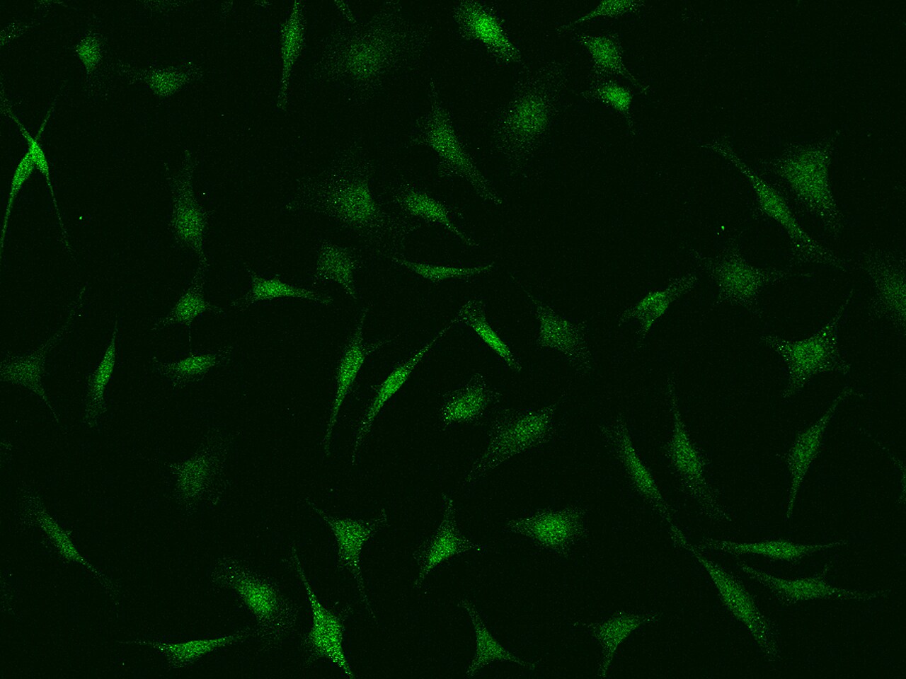PSMC6 Antibody - BSA Free