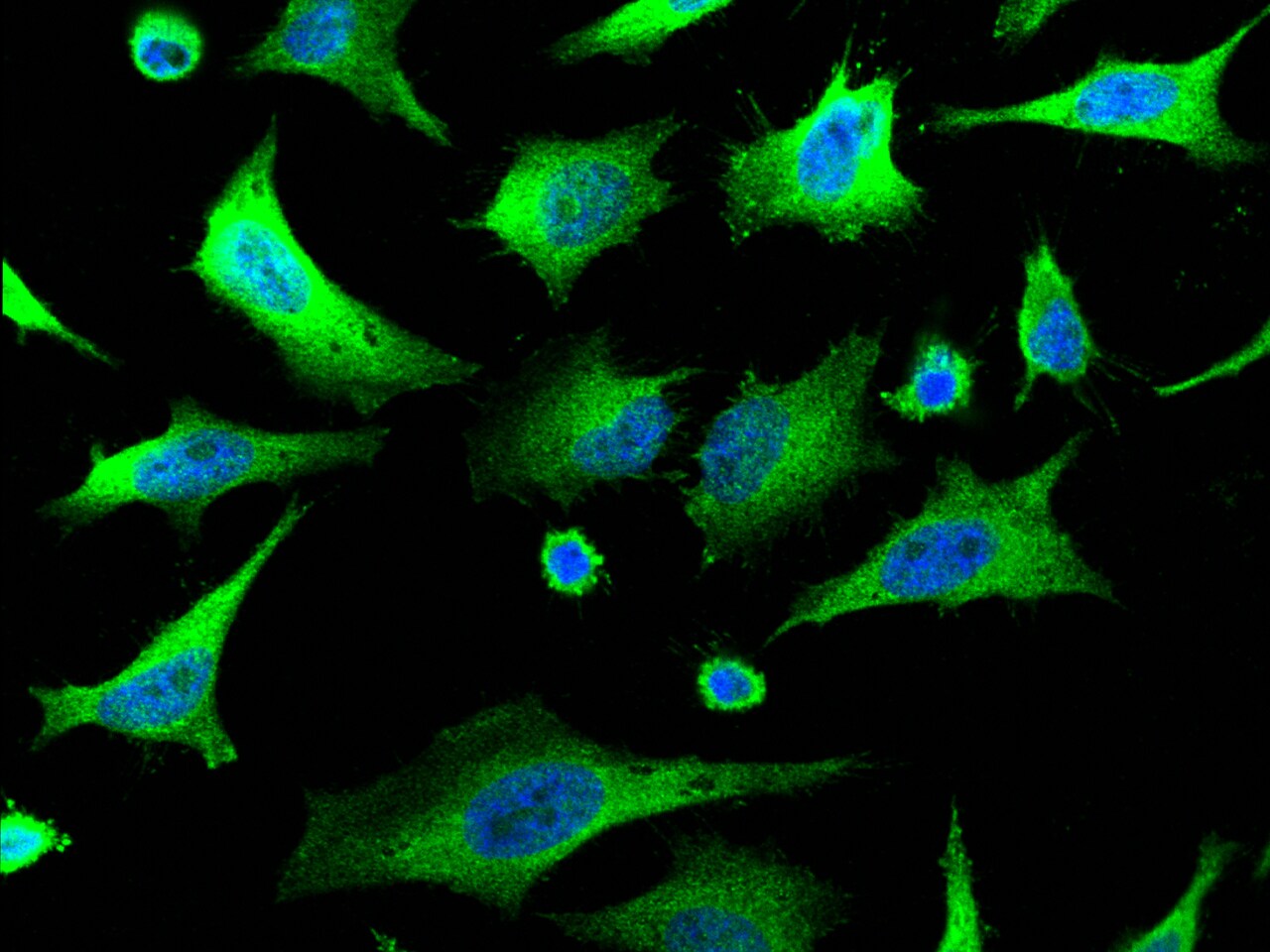 14-3-3 sigma/Stratifin Antibody - Azide and BSA Free