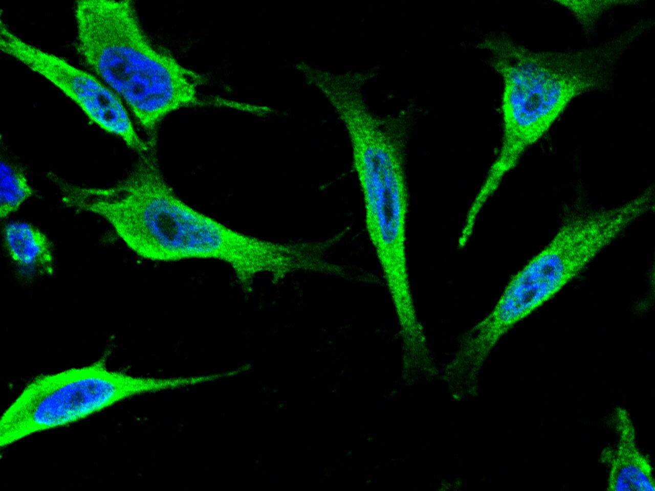 14-3-3 epsilon Antibody - Azide and BSA Free