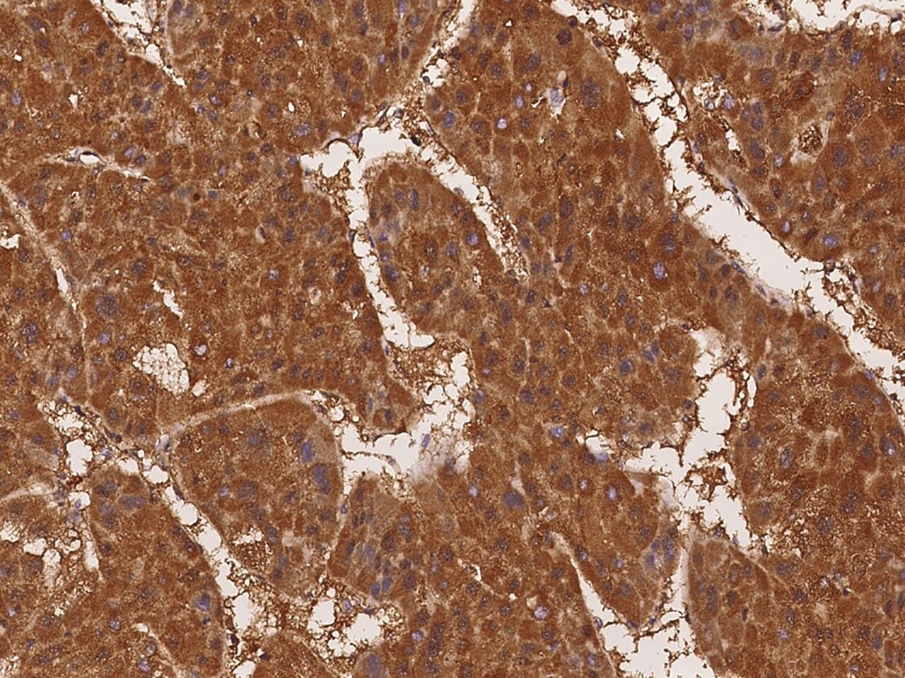 Tenascin X Antibody - Azide and BSA Free