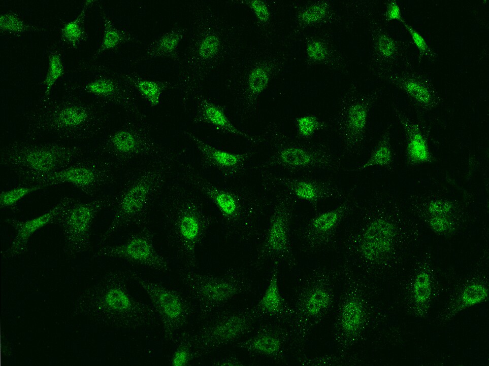 Ago2/eIF2C2 Antibody - Azide and BSA Free