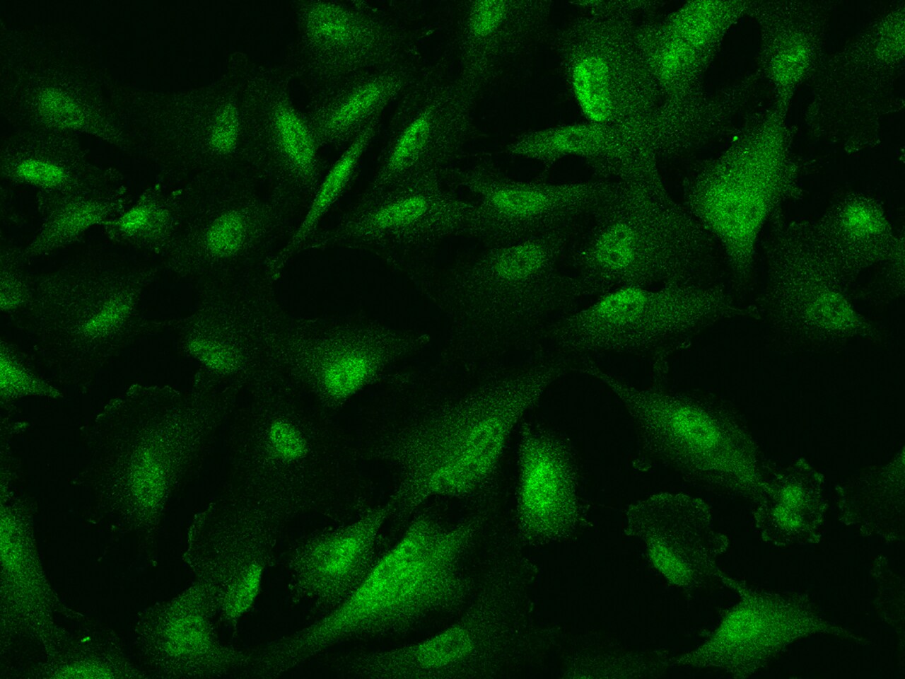 PRC1 Antibody - Azide and BSA Free