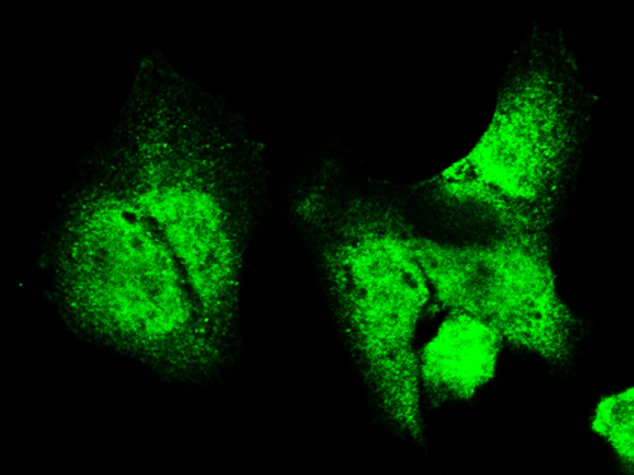 LMW-PTP/ACP1 Antibody - Azide and BSA Free