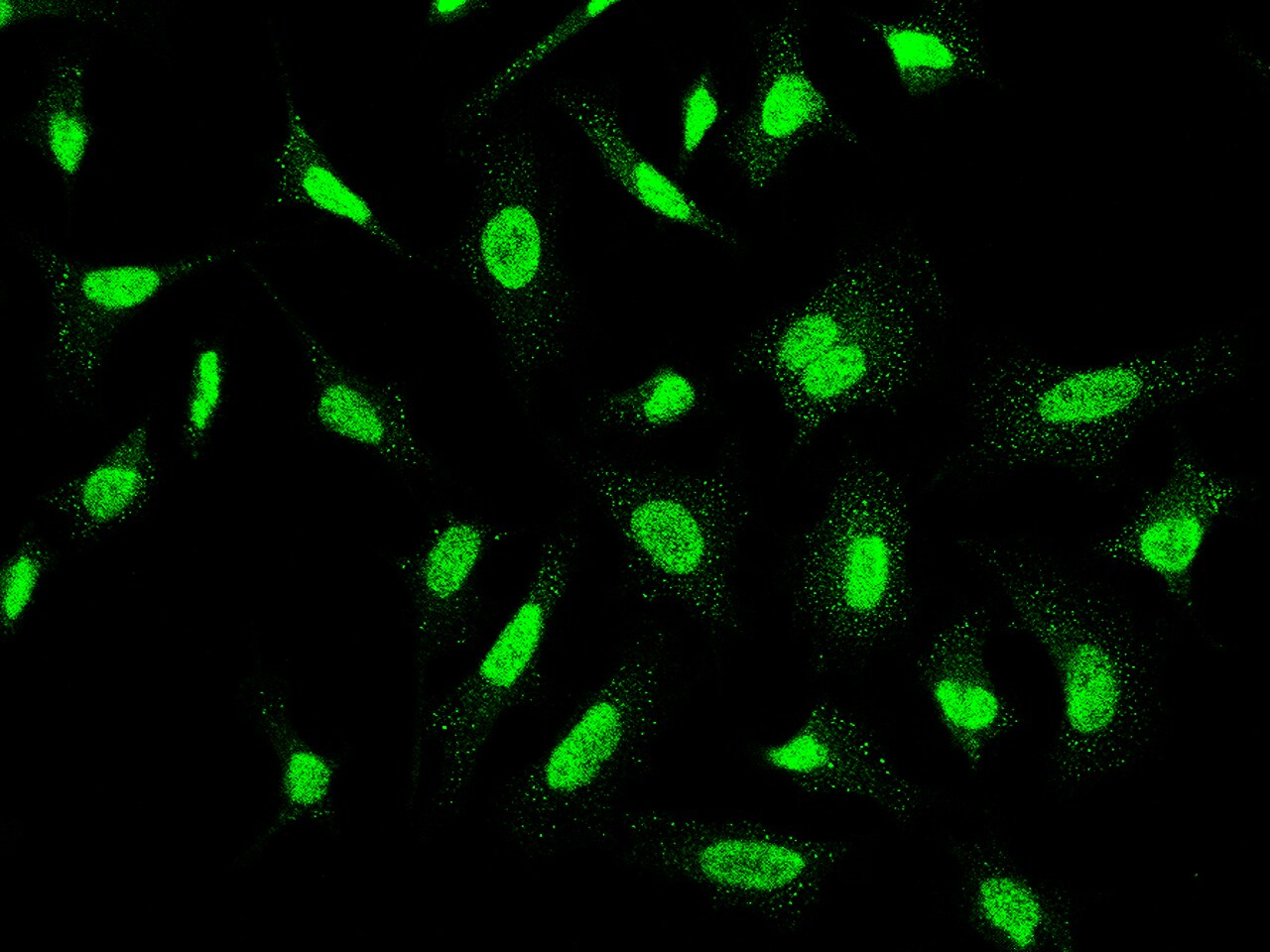 CKII alpha prime polypeptide Antibody - Azide and BSA Free