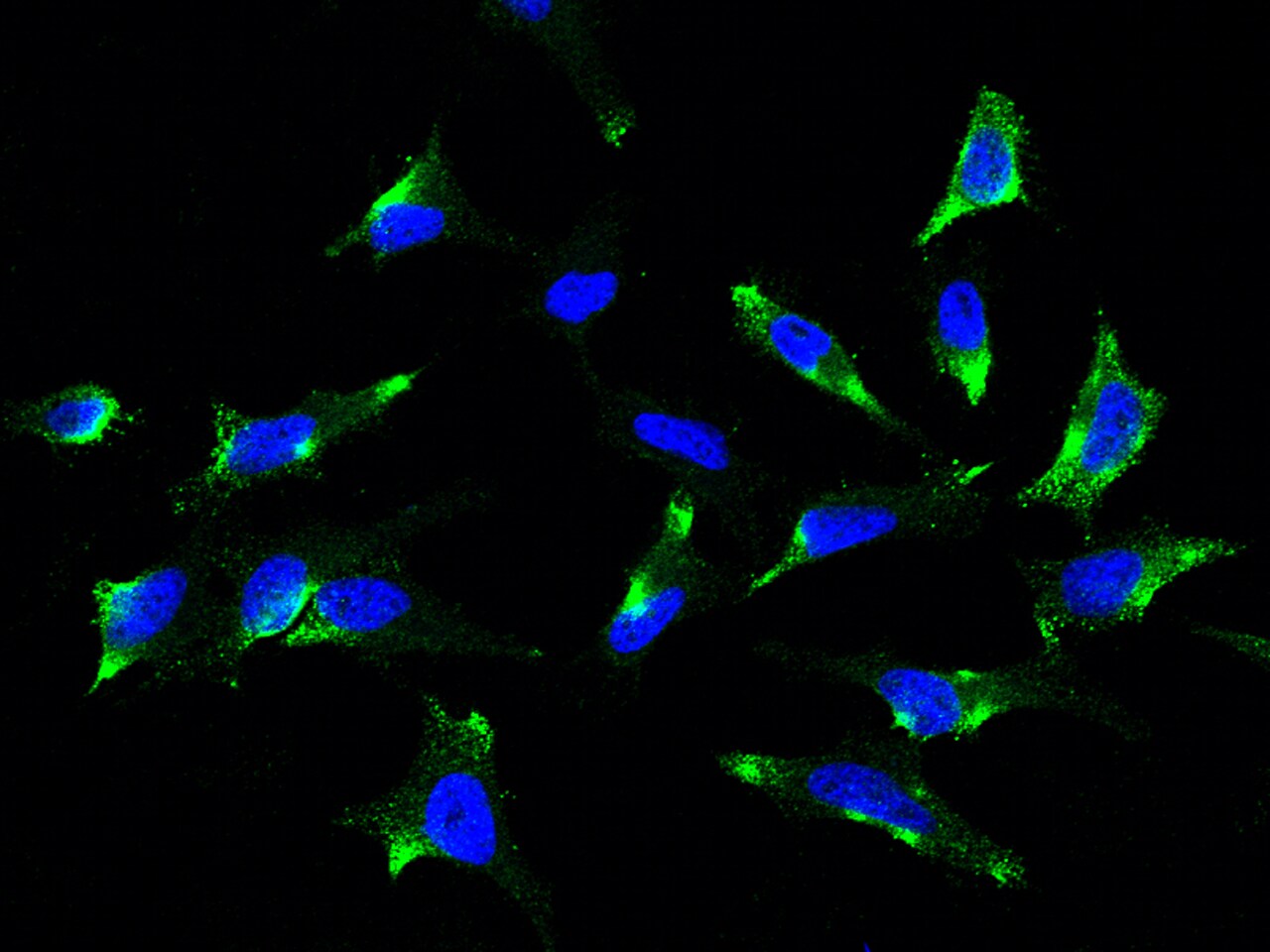 SR-BI Antibody - Azide and BSA Free