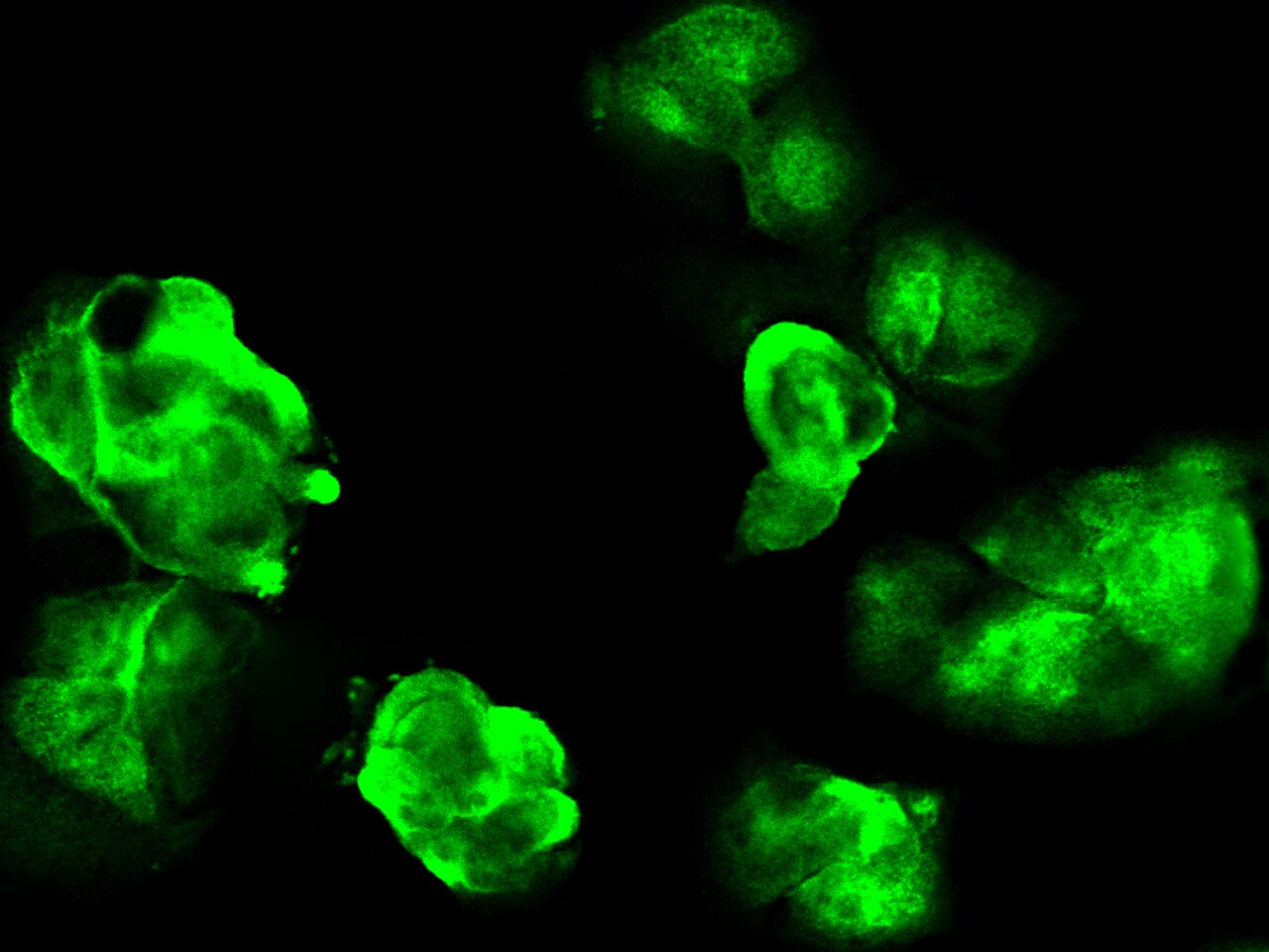 GALK1 Antibody - Azide and BSA Free
