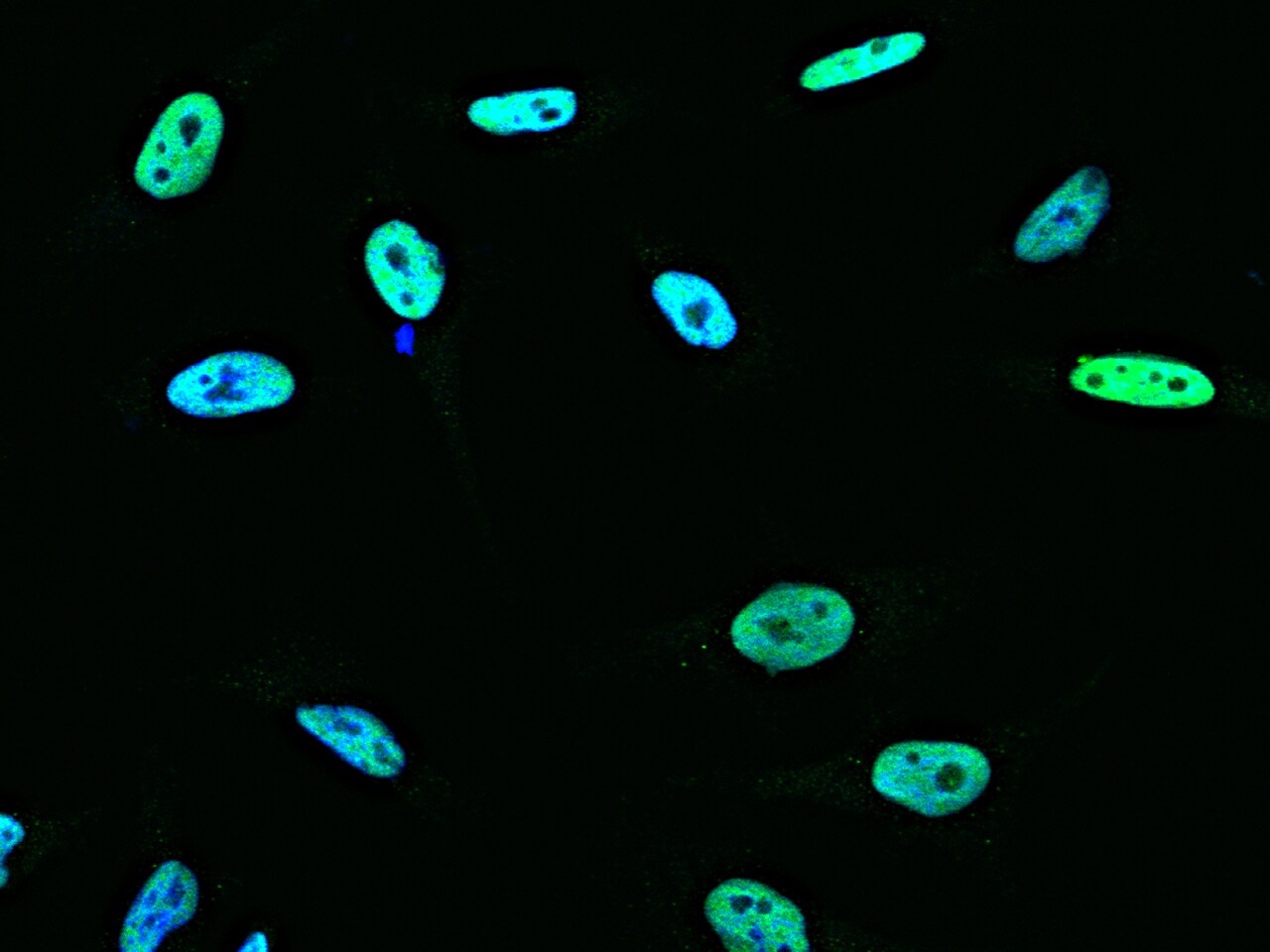 ANP32A Antibody - Azide and BSA Free