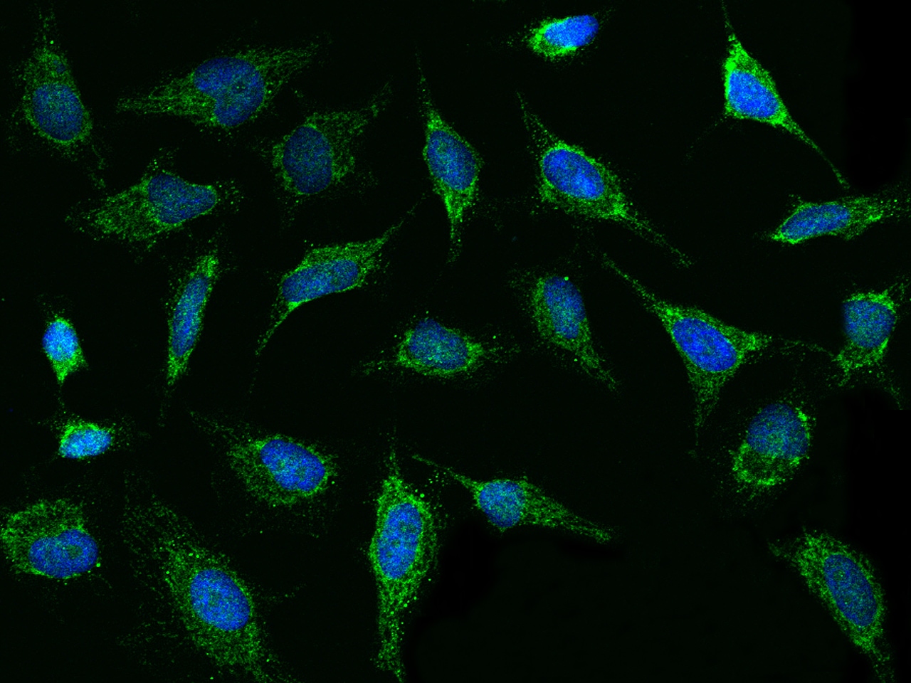 Thioredoxin-2 Antibody - Azide and BSA Free