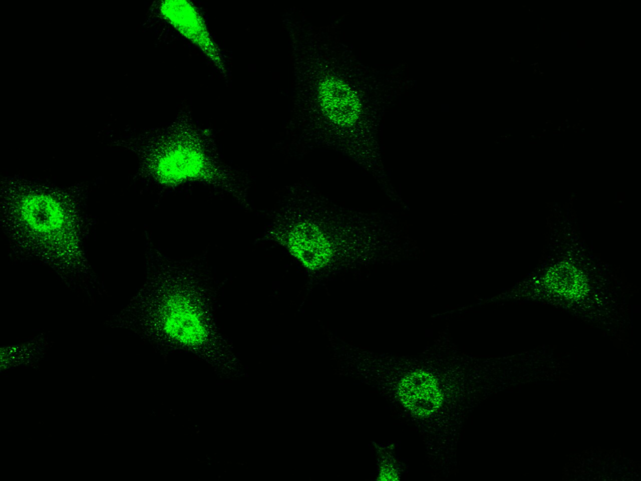 RAIDD/CRADD Antibody - Azide and BSA Free