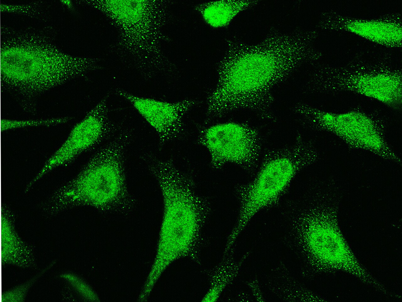 UBE2I/Ubc9 Antibody - Azide and BSA Free