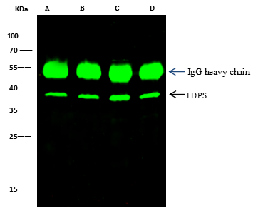FDPS Antibody - Azide and BSA Free