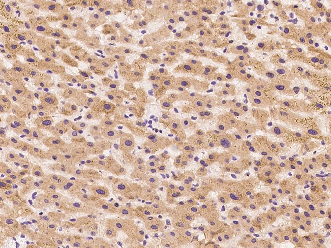 ZAG Antibody - Azide and BSA Free