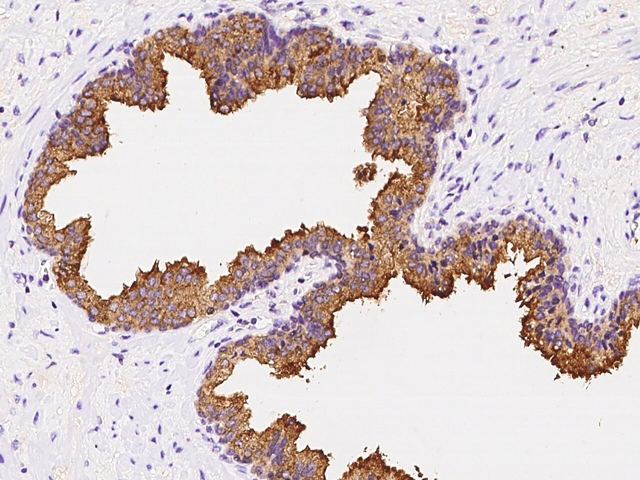 ZAG Antibody - Azide and BSA Free