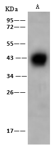 ZAG Antibody - Azide and BSA Free