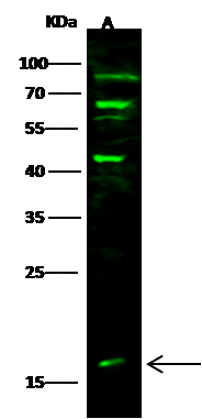 GMF-beta Antibody - Azide and BSA Free
