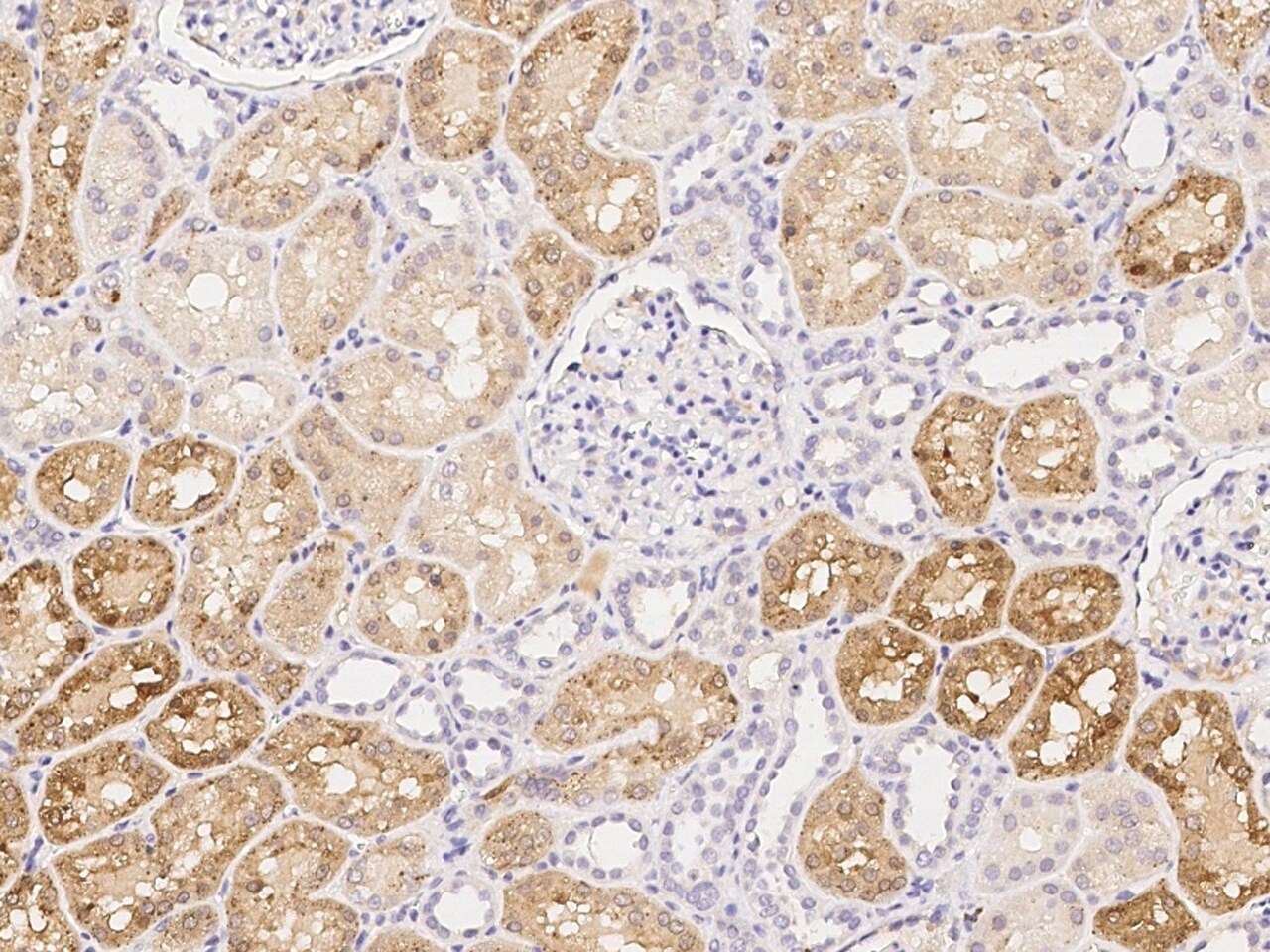 GM2A Antibody - Azide and BSA Free