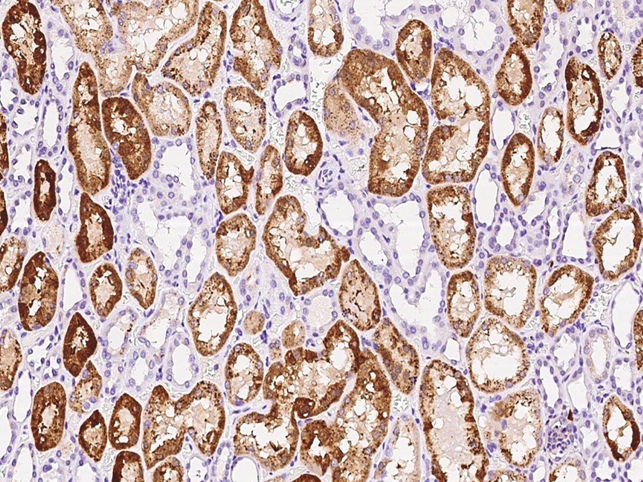 GM2A Antibody - Azide and BSA Free