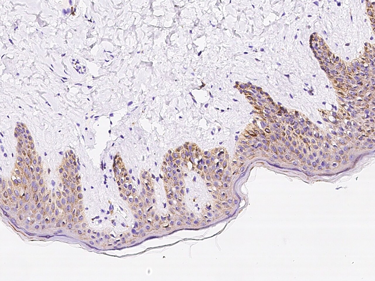 GM2A Antibody - Azide and BSA Free