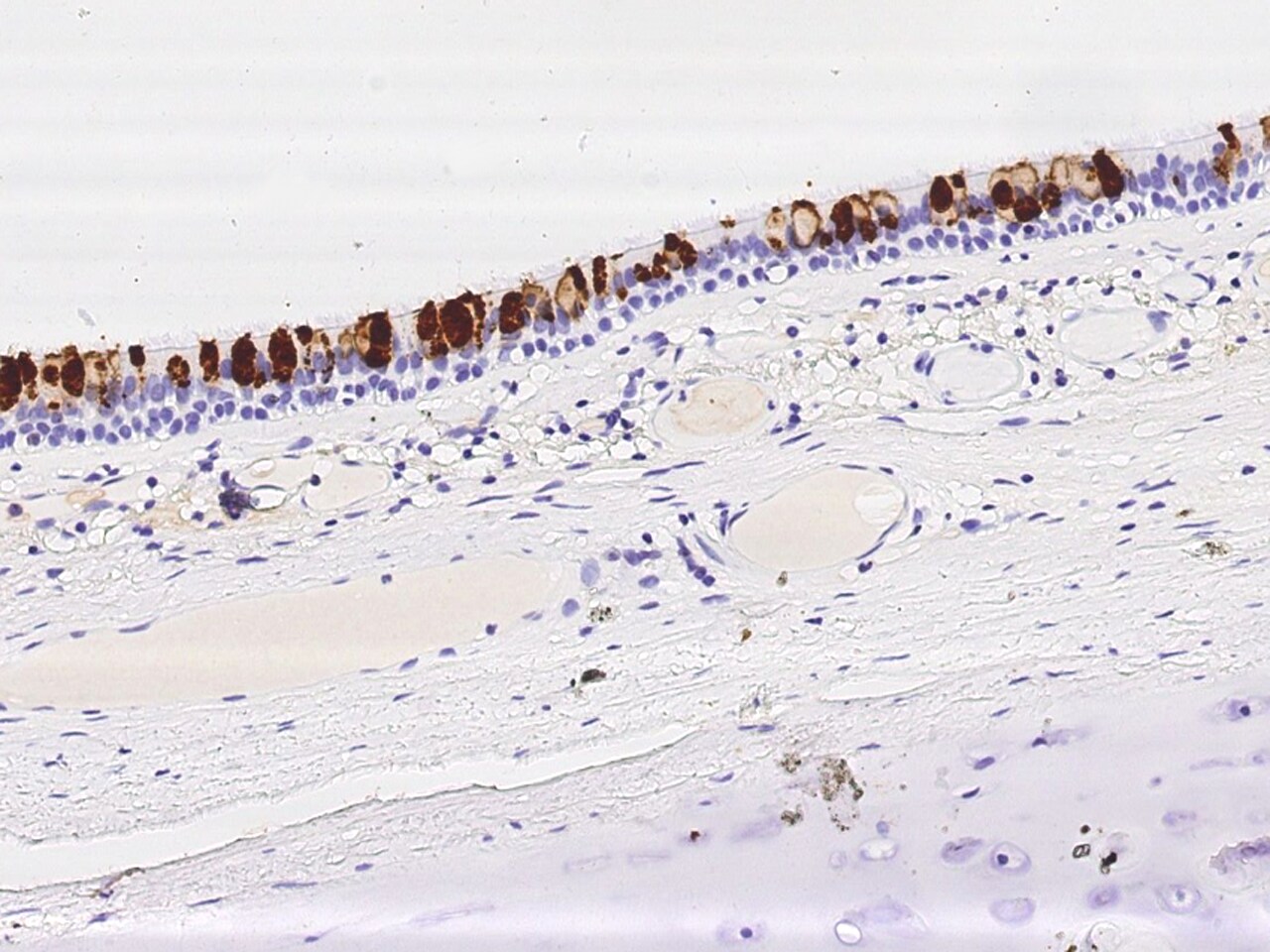 BPIFB1 Antibody - Azide and BSA Free