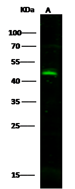 CD300LG/Nepmucin Antibody - Azide and BSA Free