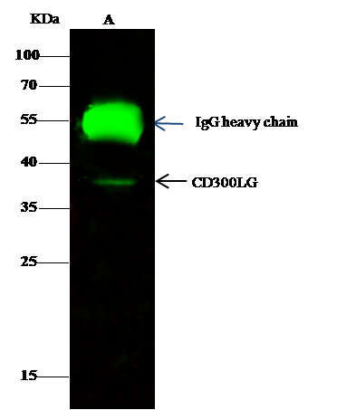 CD300LG/Nepmucin Antibody - Azide and BSA Free