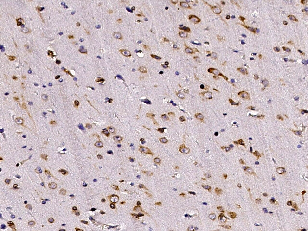 CRELD1 Antibody - Azide and BSA Free